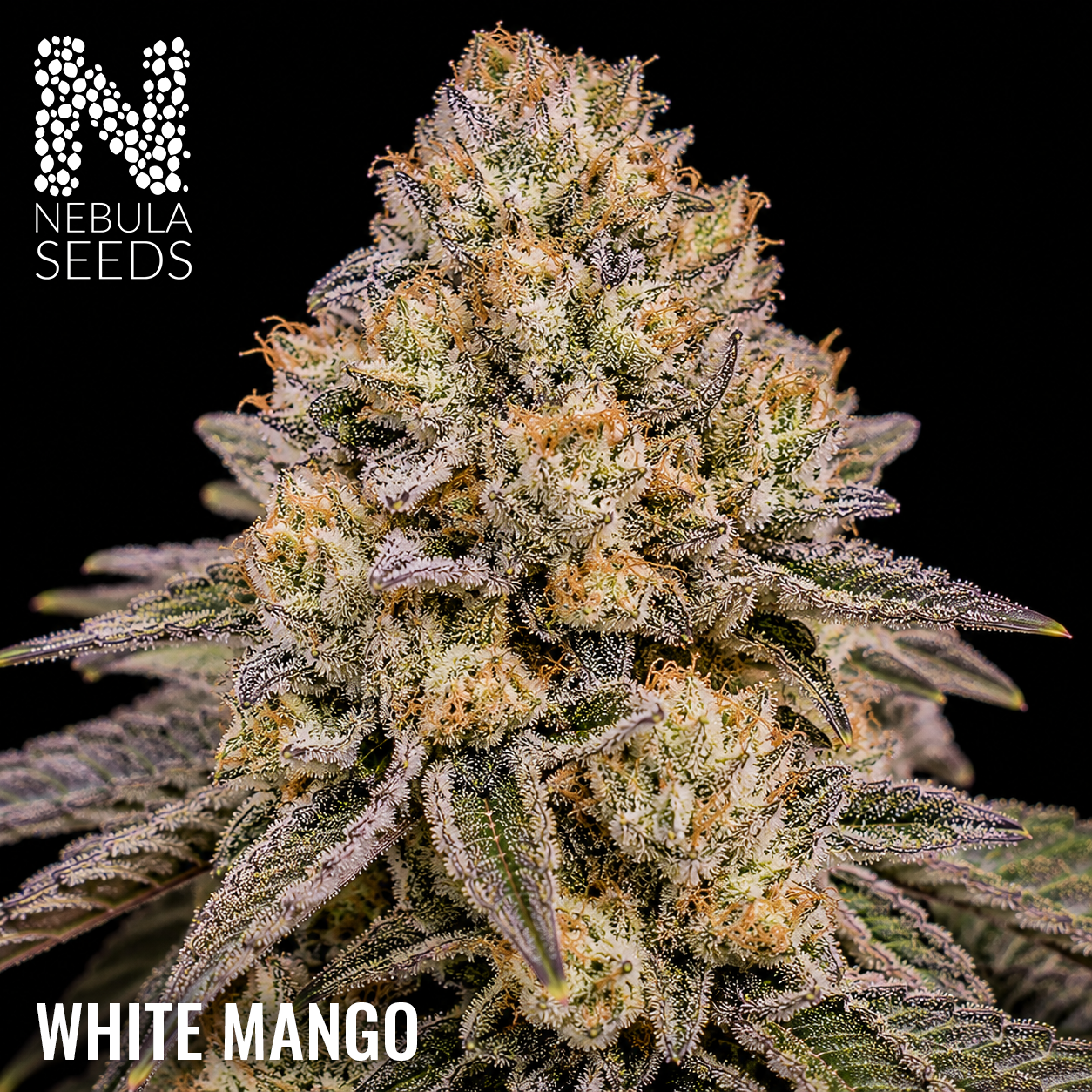 White Mango - Buy South African Cannabis Seeds Nebula Seeds