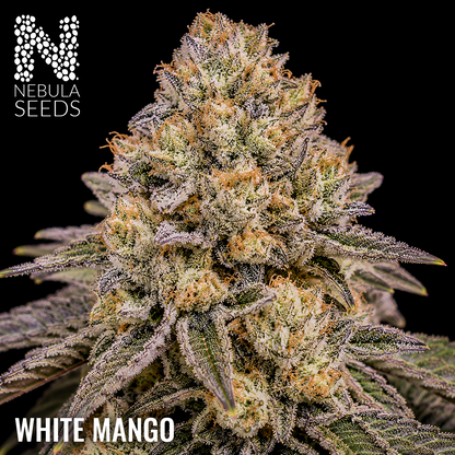 White Mango - Buy South African Cannabis Seeds Nebula Seeds
