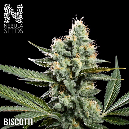 Biscotti Feminized cannabis seeds for sale at Nebula Seeds. Buy cannabis seeds online in South Africa with premium genetics for cultivation.