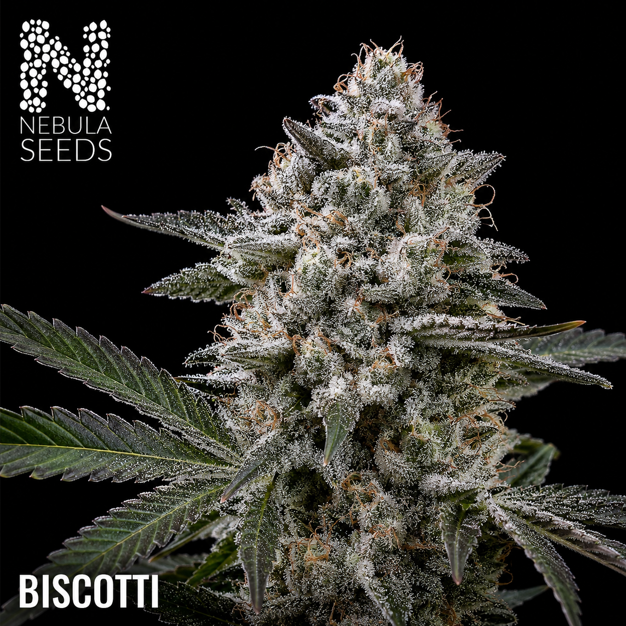 Biscotti Feminized