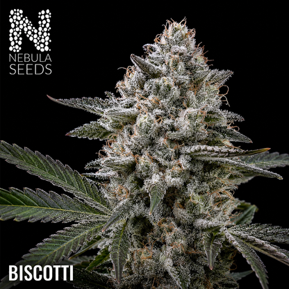 Biscotti Feminized