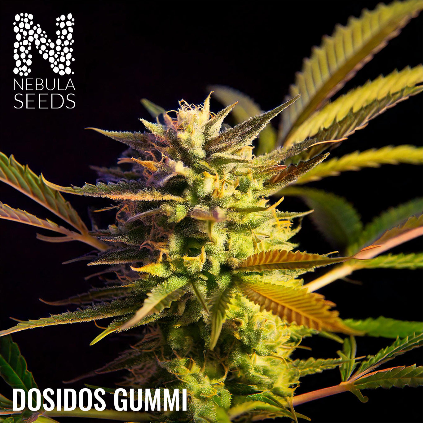Dosidos Gummi Feminized South African cannabis seeds from Nebula Seeds, offering premium cannabis seeds for growers who demand the best