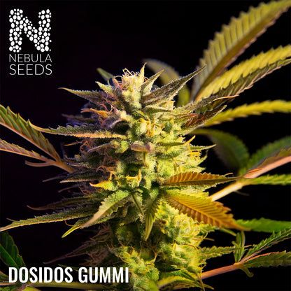 Dosidos Gummi Feminized South African cannabis seeds from Nebula Seeds, offering premium cannabis seeds for growers who demand the best