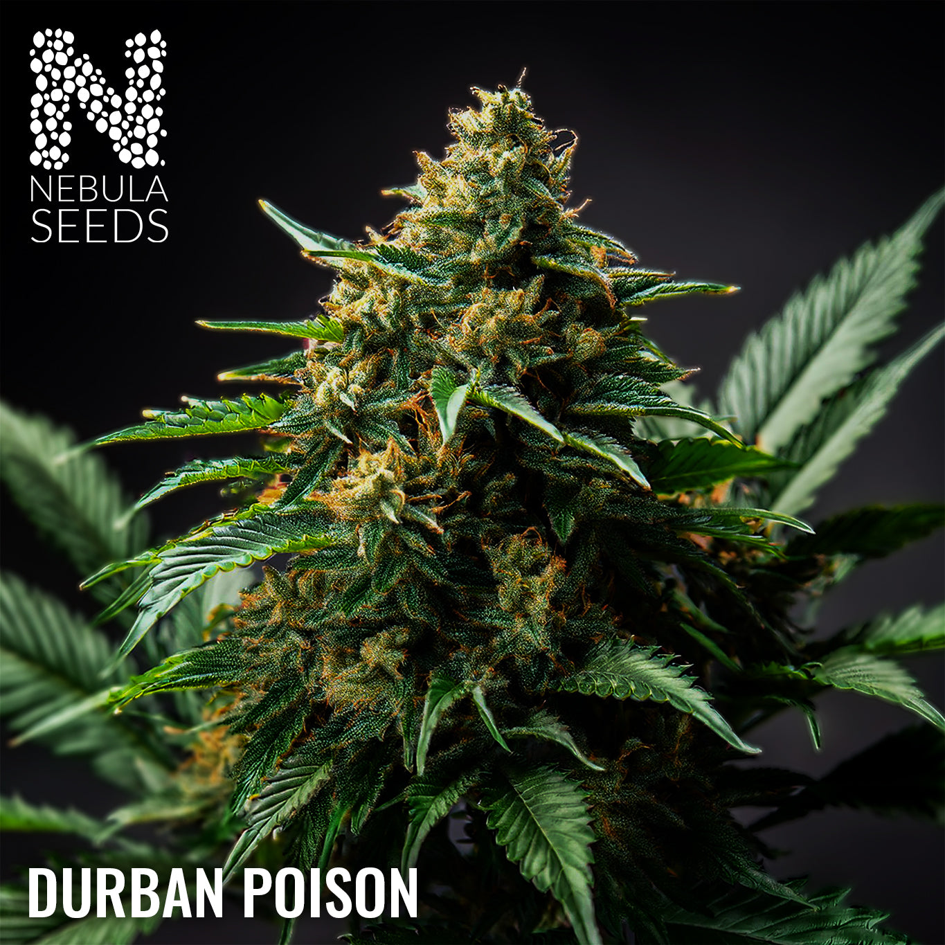 Durban Poison Feminized cannabis seeds for sale at Nebula Seeds. Buy cannabis seeds online in South Africa with premium genetics for cultivation.