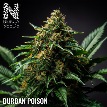 Durban Poison Feminized cannabis seeds for sale at Nebula Seeds. Buy cannabis seeds online in South Africa with premium genetics for cultivation.