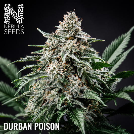 Durban Poison Feminized cannabis seeds for sale at Nebula Seeds. Buy cannabis seeds online in South Africa with premium genetics for cultivation.