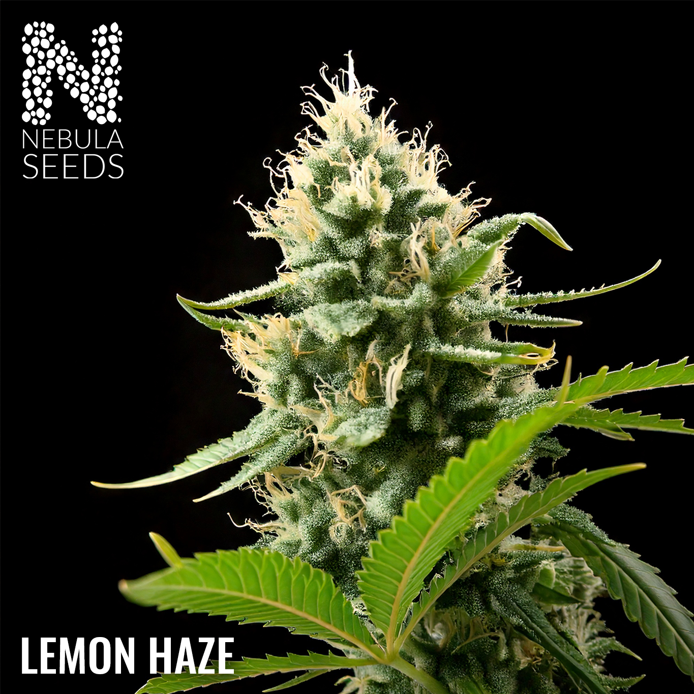 Lemon Haze Feminized cannabis seeds for sale at Nebula Seeds. Buy cannabis seeds online in South Africa with premium genetics for cultivation.