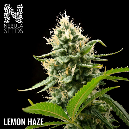 Lemon Haze Feminized cannabis seeds for sale at Nebula Seeds. Buy cannabis seeds online in South Africa with premium genetics for cultivation.
