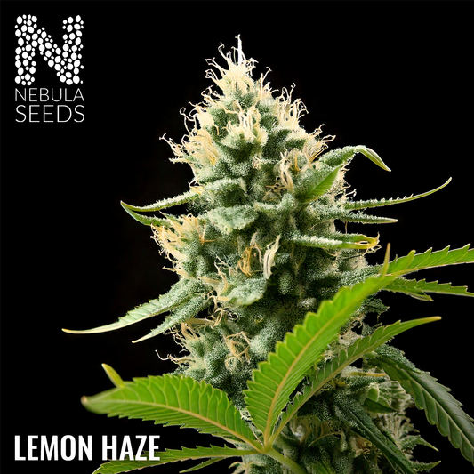 Lemon Haze Feminized cannabis seeds for sale at Nebula Seeds. Buy cannabis seeds online in South Africa with premium genetics for cultivation.