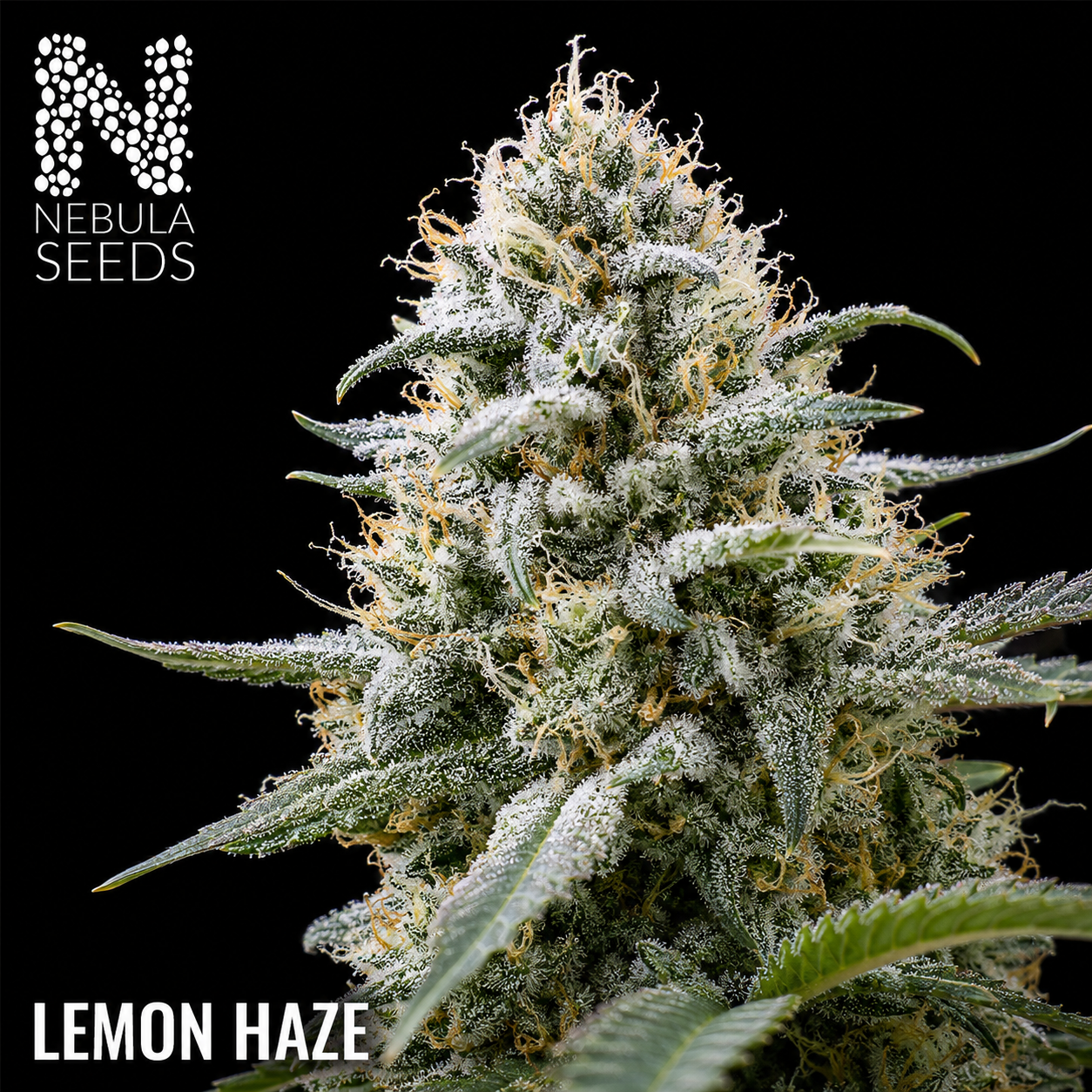 lemon-haze-feminized-cannabis-seeds-nebula-seeds_buy Cannabis seeds 