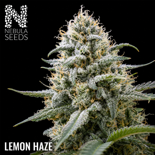 lemon-haze-feminized-cannabis-seeds-nebula-seeds_buy Cannabis seeds 