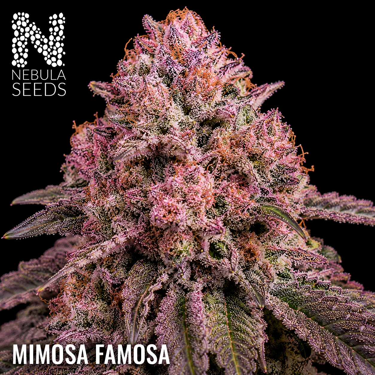Mimosa Famosa - Buy South African Cannabis Seeds Nebula Seeds