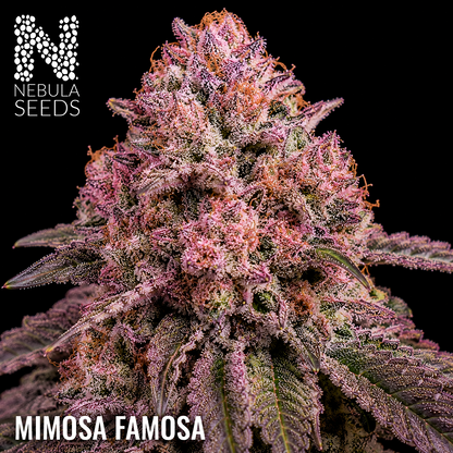 Mimosa Famosa - Buy South African Cannabis Seeds Nebula Seeds