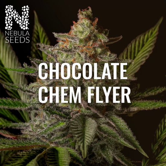 Nebula Seeds South African cannabis seeds video showcasing Chocolate Chem Flyer genetics