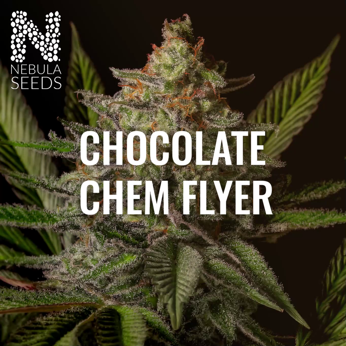 Nebula Seeds South African cannabis seeds video showcasing Chocolate Chem Flyer genetics