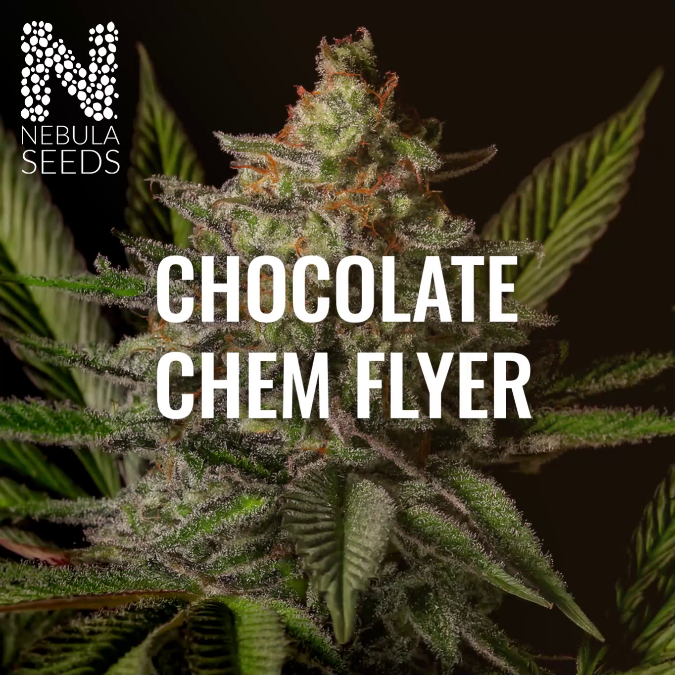 Nebula Seeds South African cannabis seeds video showcasing Chocolate Chem Flyer genetics