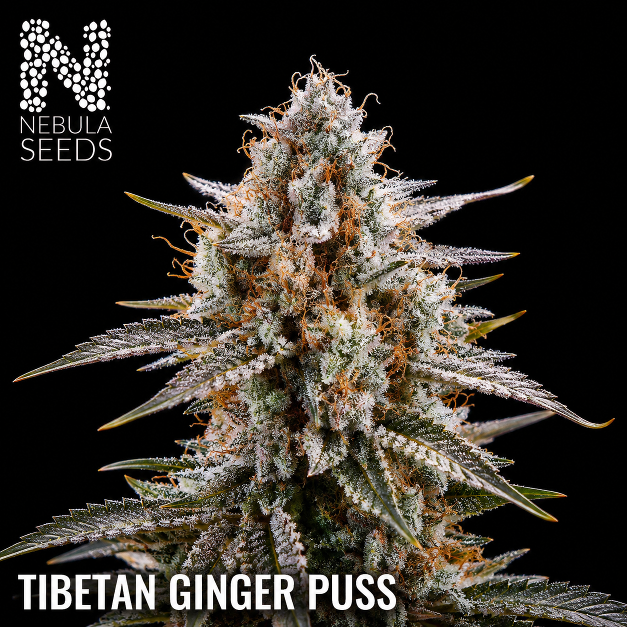 Tibetan Ginger Puss Feminized cannabis seeds for sale at Nebula Seeds. Buy cannabis seeds online in South Africa with premium genetics for cultivation.