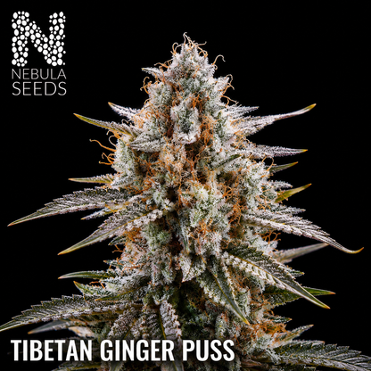 Tibetan Ginger Puss Feminized cannabis seeds for sale at Nebula Seeds. Buy cannabis seeds online in South Africa with premium genetics for cultivation.