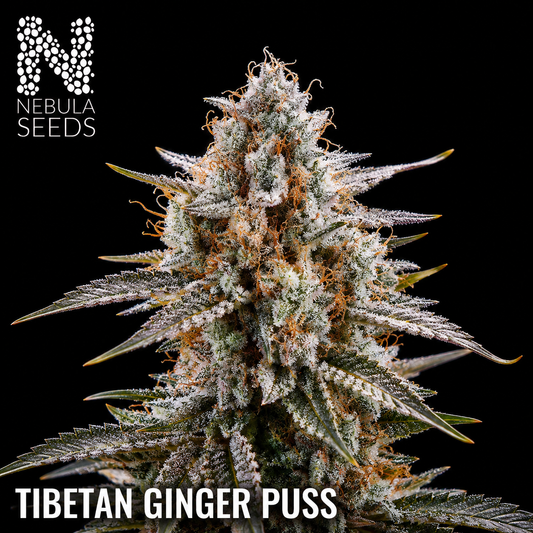 Tibetan Ginger Puss Feminized cannabis seeds for sale at Nebula Seeds. Buy cannabis seeds online in South Africa with premium genetics for cultivation.
